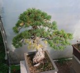 pinus pentaphylla shari 2024 09 27 (1).JPG