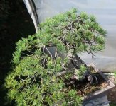 pinus pentaphylla shari 2024 10 01 (2).JPG