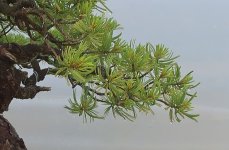 pinus pentaphylla shari 2024 05 22 (2 après arrosage2).jpg