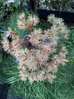 IMG_5736.jpeg