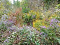 New England Aster's & Sneezeweed.jpg