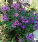 New England Aster's.jpg