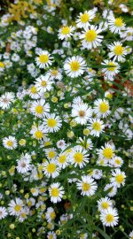 White Panicle Aster.jpg