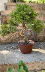 Shohin Juniper.jpg