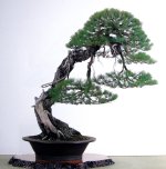 pinus pentaphylla kokufu 79.jpg