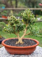 Boxwood.jpg