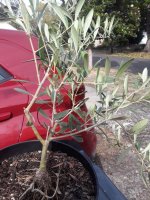 Olivetree1-2small.jpg