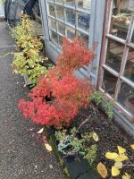 thumbnail_IMG_3297 maple airlayer fall 10 27  24.jpg