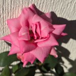 oct pink rose.jpg