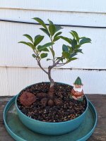 Grand Genseng Ficus 28 Oct 2024.jpg