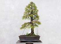 hookedonbonsai-redwood-bonsai-02-1024x733.jpg