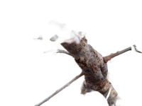 branch.png