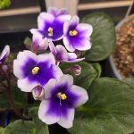 african violet.jpg