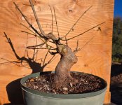 New Acer buergerianum Maple Shohin 11-24.jpg