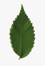 american-elm-leaf-upper.jpg