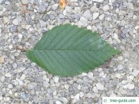 american-elm-leaf.jpg