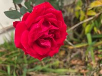 red rose nov.jpg