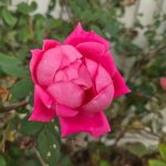 pink rose nov.jpg