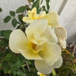 yellow rose nov.jpg