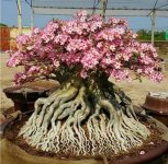 Desert Rose roots.jpg