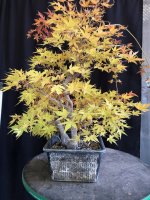 Coral Bark Maple 21Nov24.jpg