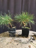 black pine starters 1.jpg