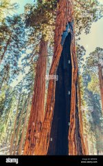 sequoia-national-park-in-california-usa-WFR5H8.jpg