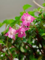 Fuchsia microphylla - Lottie Hobby .jpg