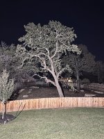 yard oak1.JPG