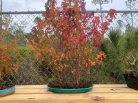 Fall colors Maples.jpg