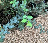 cork oak.JPG