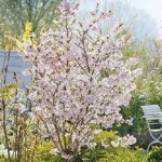 prunusincisakojonomaiinflower2.jpg