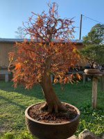 fall cypress.jpg