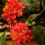 lantana dec..jpg