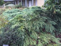 Cupressus macrocarpa Greenstead Magnificant Form1 copy.jpg