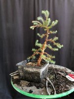 stone pine 01Jan25.jpg