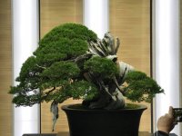 juniperus chinensis japonais fabuleux.jpg