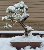 Limber Pine.jpg