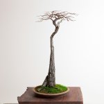 bald-cypress-hero-1000x1000.jpeg