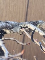 Hornbeam graft backside.jpg