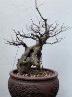 Chinese Elm (Big)_25'01_1F.jpg