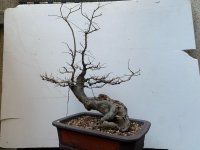 X_Chinese Elm (Twisted)_25'01_potential front.jpg