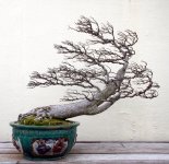 penjing windswept elm.jpg