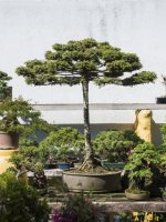 cropped-bonsai-araucaria-renato-hoenig-leticia-akemi-1-af85fd20.jpg