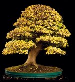 bonsai-celtis-06.jpg