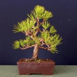 JAPANESE-BLACK-PINE.jpg