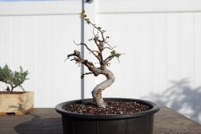 chinese-elm-1-photo-15.jpg