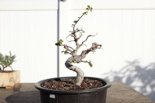 chinese-elm-1-photo-17.jpg