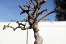 chinese-elm-1-photo-19.jpg