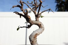 chinese-elm-1-photo-20.jpg